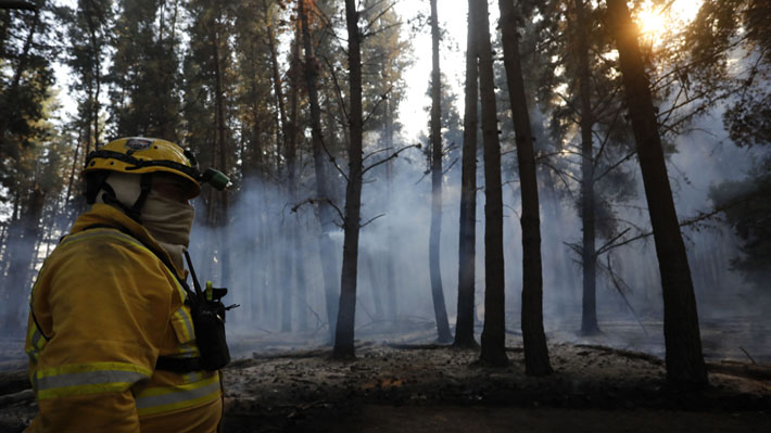 En medio de temporada de incendios forestales: Las regiones con más brigadistas y las que aún están reclutando