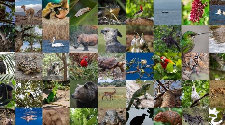 La CITES advierte que un millón de especies pueden morir si no se actúa de inmediato