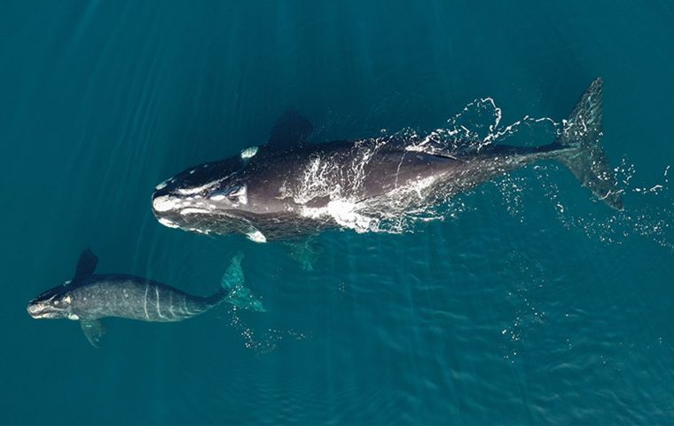 Skicklig Jose Grimberg Blum// New satellite monitoring of whales in South Atlantic underway